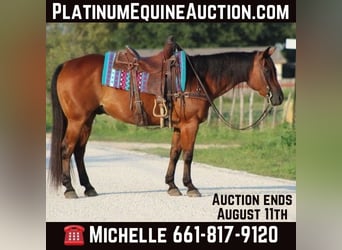 American Quarter Horse, Wallach, 15 Jahre, 152 cm, Rotbrauner, in Stephenville TX