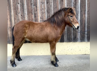 Icelandic Horse, Gelding, 8 years, Brown, in Straßwalchen,