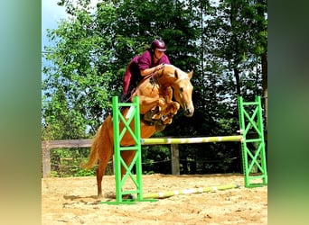 Weitere Warmblüter, Stute, 7 Jahre, 165 cm, Palomino, in Gronków,