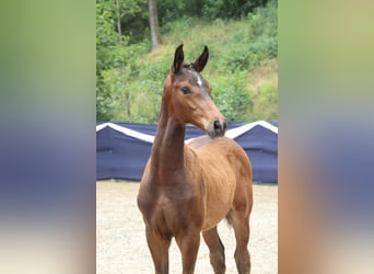 Hengst 