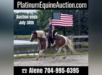 Quarter horse américain, Hongre, 9 Ans, 142 cm, Bai cerise, in Monroe NC,