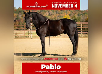 Percherón Mestizo, Caballo castrado, 5 años, 165 cm, Negro, in Auburn, KY,