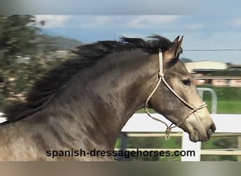 PRE, Stallion, 2 years, 15.1 hh, Buckskin, in Barcelona,