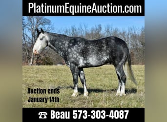 Quarter horse américain, Hongre, 7 Ans, 147 cm, Gris pommelé, in Sweet Springs MO,