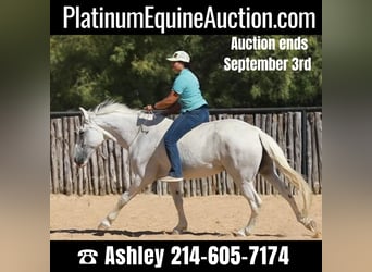 American Quarter Horse, Wallach, 13 Jahre, 155 cm, Schimmel, in Weatherford, TX,
