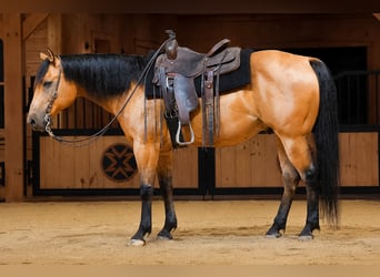 American Quarter Horse, Ruin, 11 Jaar, 152 cm, Buckskin, in Needmore