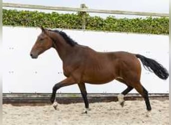 Zangersheide, Stallone, 2 Anni, 164 cm, Baio, in Waddinxveen,