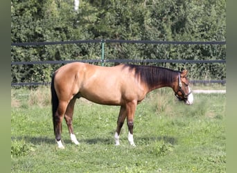 American Quarter Horse, Wallach, 3 Jahre, Dunalino, in Mertingen
