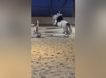 Reiter sucht Pferd