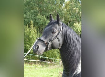 Arabian Partbred, Stallion, 11 years, 15 hh, Pinto, in Rot an der Rot