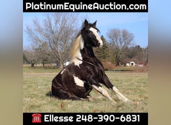 American Quarter Horse, Stute, 5 Jahre, Tobiano-alle-Farben, in Howell MI,