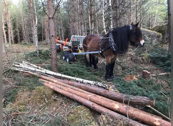 TW 5 Pferdemehrzweckanhänger, gebremst TW 5 Pferdemehrzweckanhänger, gebremst