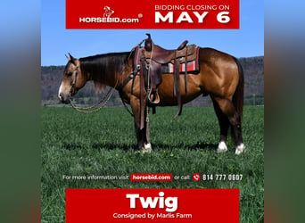 Quarter horse américain, Hongre, 9 Ans, 147 cm, Buckskin, in Rebersburg,