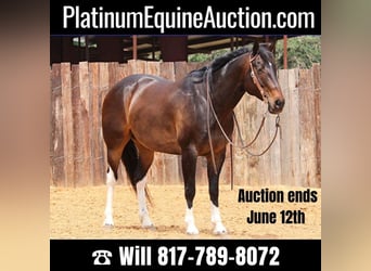 Quarter horse américain, Hongre, 14 Ans, 160 cm, Bai cerise, in Joshua TX,