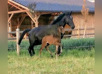 Hengst 