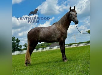 Tennessee konia, Wałach, 2 lat, 152 cm, Siwa, in Lewisburg, TN