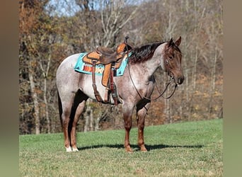 Quarter horse américain, Hongre, 5 Ans, 152 cm, Rouan Rouge, in Mount Vernon,