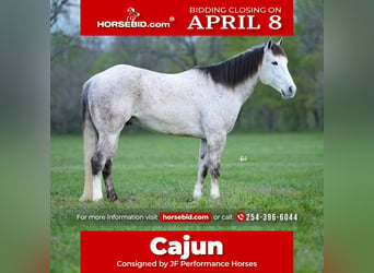 American Quarter Horse, Gelding, 7 years, 15.2 hh, Gray, in Tolar,