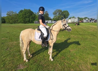 Welsh A (Mountain Pony), Mare, 7 years, 12 hh, Palomino, in Burgdorf
