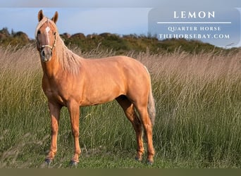 American Quarter Horse, Klacz, 5 lat, 152 cm, Izabelowata, in Larkspur, CO