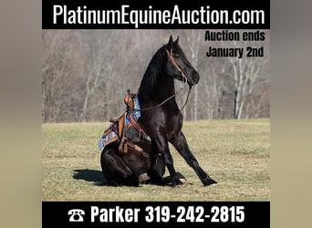 American Quarter Horse, Gelding, 5 years, 16.2 hh, Black, in Somerset,
