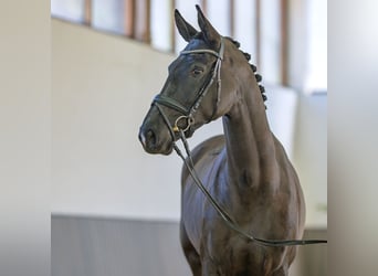 Mare 4 years