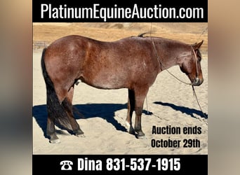 American Quarter Horse, Gelding, 9 years, 14.2 hh, Roan-Bay, in Bitterwater CA,