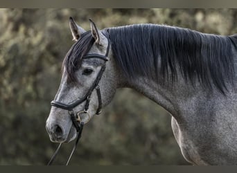 PRE, Stallion, 3 years, 16.2 hh, Grey, in El Real De La Jara