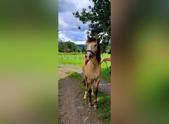 Aegidienberger, Wallach, 10 Jahre, 146 cm, Buckskin, in Mückeln,