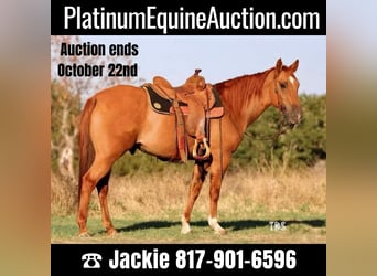 Quarter horse américain, Hongre, 7 Ans, 145 cm, Alezan cuivré, in Weatherford TX,