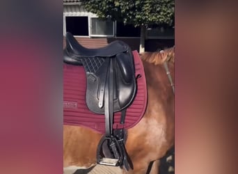 16,5“ Dressursattel 16,5“ Dressursattel