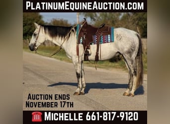 Quarter horse américain, Hongre, 11 Ans, Gris, in Stephenville TX,