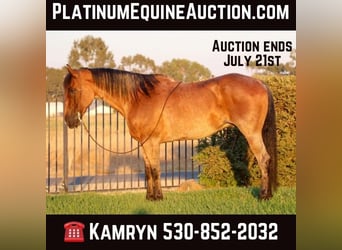 American Quarter Horse, Wallach, 8 Jahre, 163 cm, Roan-Bay, in Pleasant Grove CA,