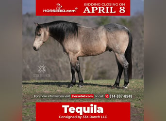 Quarter horse américain, Hongre, 6 Ans, 147 cm, Buckskin, in Needmore, PA,
