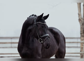 Hannoveraner, Wallach, 6 Jahre, 172 cm, Rappe, in Riedstadt