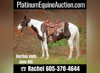 Paint Horse, Wallach, 12 Jahre, 150 cm, Tobiano-alle-Farben, in Rusk TX,
