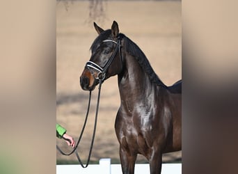 Compra Cavallo da hobby della Westfalia Vittoria - L Dressage all'ingrosso