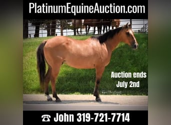 American Quarter Horse, Gelding, 12 years, 14.2 hh, Dun, in Libson IA,