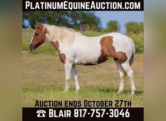 American Quarter Horse, Stute, 12 Jahre, Tobiano-alle-Farben, in Weatherford TX,