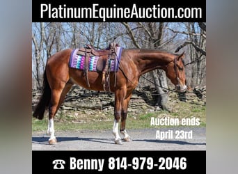 American Quarter Horse, Gelding, 5 years, 16.1 hh, Bay, in Everett PA,