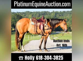 Quarter horse américain, Hongre, 8 Ans, 155 cm, Buckskin, in Greenville, KY,
