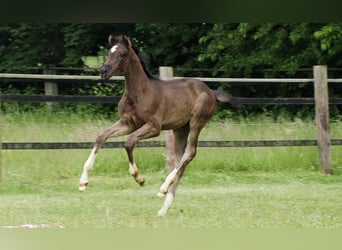 Oldenburg, Mare, Foal (04/2024), Smoky-Black, in Werlte,