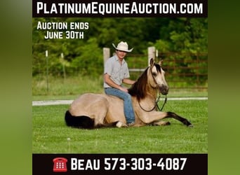 American Quarter Horse, Wałach, 11 lat, 150 cm, Jelenia, in canyon, tx
