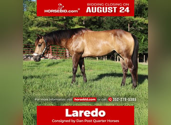 American Quarter Horse, Wallach, 10 Jahre, 152 cm, Buckskin, in Brooksville