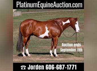 American Quarter Horse, Wallach, 10 Jahre, Overo-alle-Farben, in Cleburne TX,