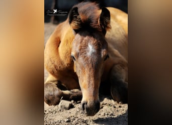 Westphalian, Stallion, Foal (04/2024), Can be white, in Neuenkirchen-Vörden,