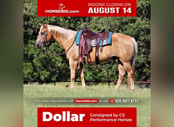 Quarter horse américain, Hongre, 13 Ans, 152 cm, Palomino, in Jacksboro, TX,