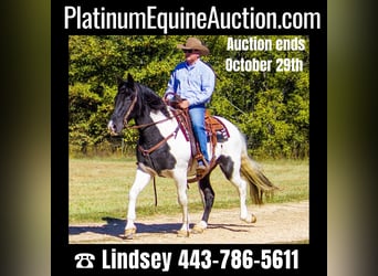 Missouri Foxtrotter, Gelding, 14 years, 15 hh, Tobiano-all-colors, in Mountain Grove MO,