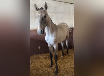 Lusitano, Stallion, 2 years, 16,1 hh, Grey, in RIO MAIOR