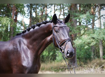 Mare 9 years